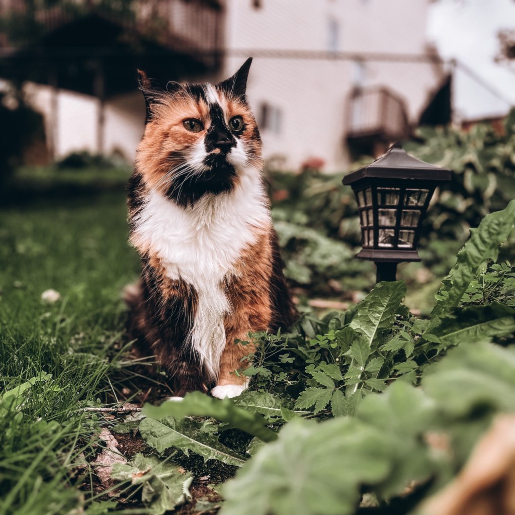 Momo the cat in the garden